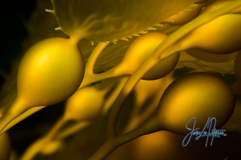 kelp up close under the ocean