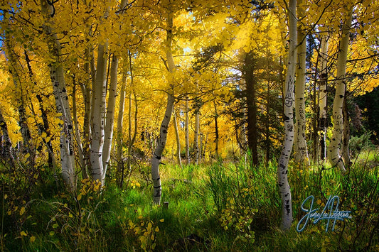 Vibrant yellow aspen trees in full autumn splendor with sunlight filtering through, creating a warm, serene forest scene.