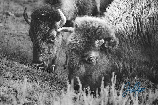 Peaceful moment of bison grazing, captured in black and white, reflecting nature's gentle rhythm