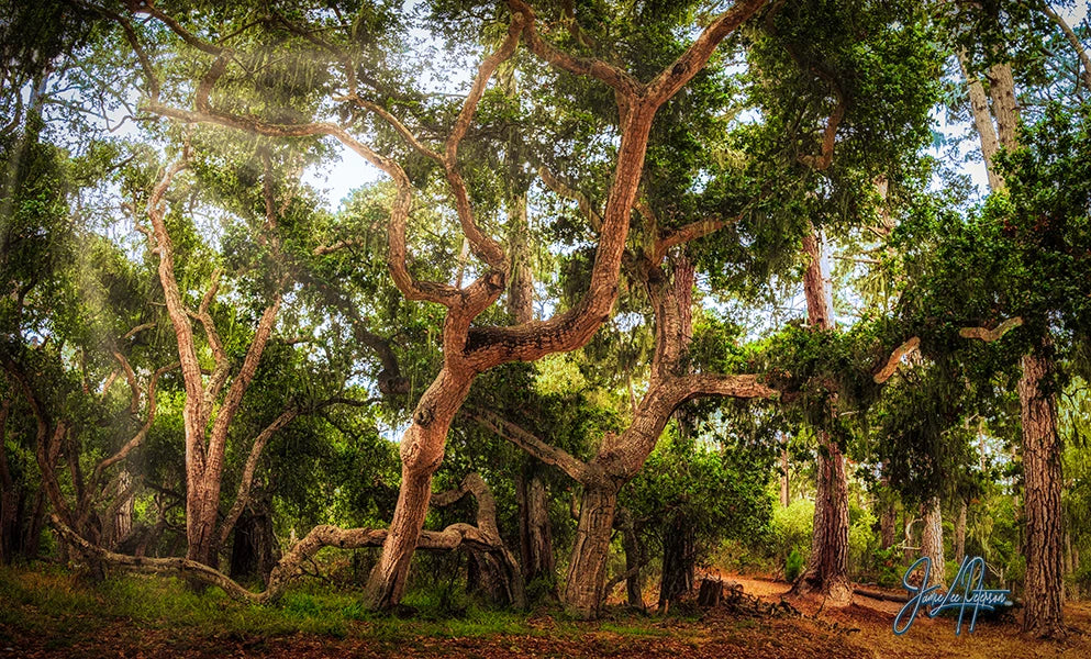 Enchanting forest of Coast Live Oak with sunlight filtering through, inviting tranquility into any space
