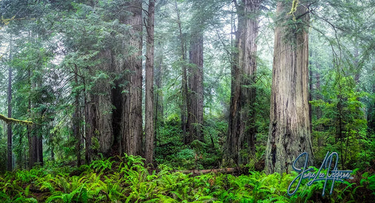 Redwoods in the Mist: Have You Ever Wondered What the Tales of Giants Sound Like?