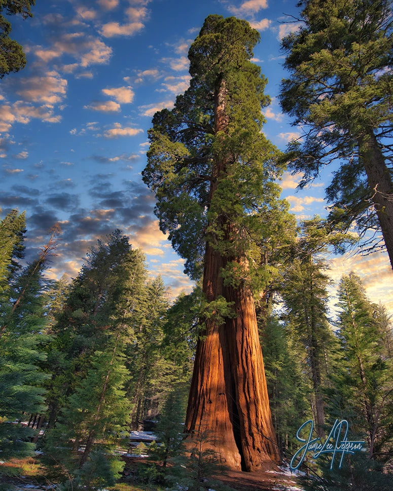 A magnificent giant Sequoia stands tall against a backdrop of blue sky and fluffy clouds, symbolizing strength and the splendor of nature.