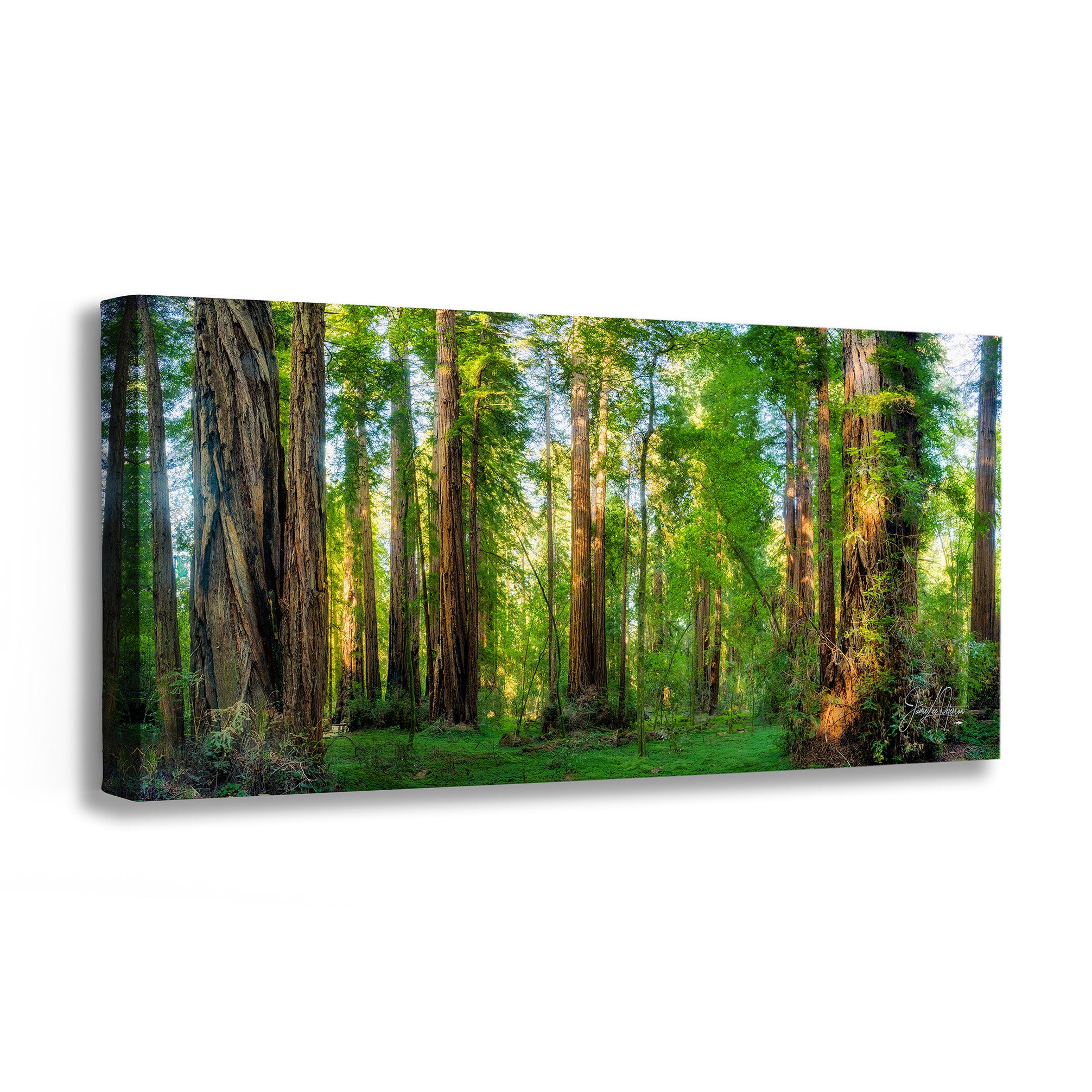 A rectangular canvas wall art print of a sunlit redwood grove artwork showing a forest with tall tree trunks, green foliage, and grass, photographed against a plain white background.