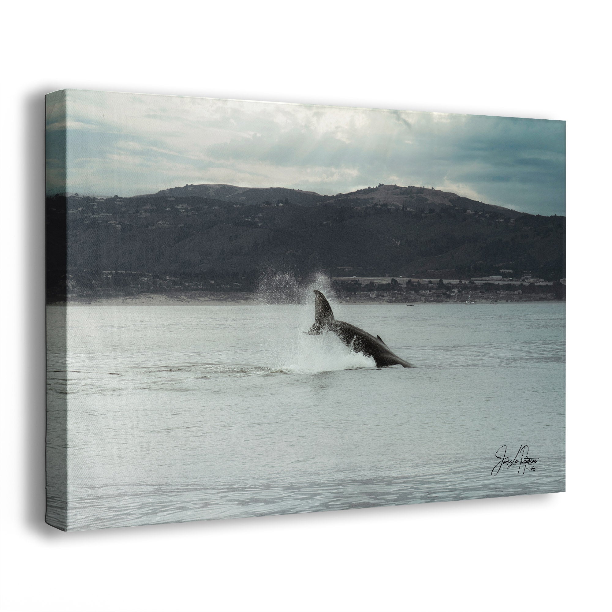 Humpback whale fluke lunging out of the water with mountains in the background.