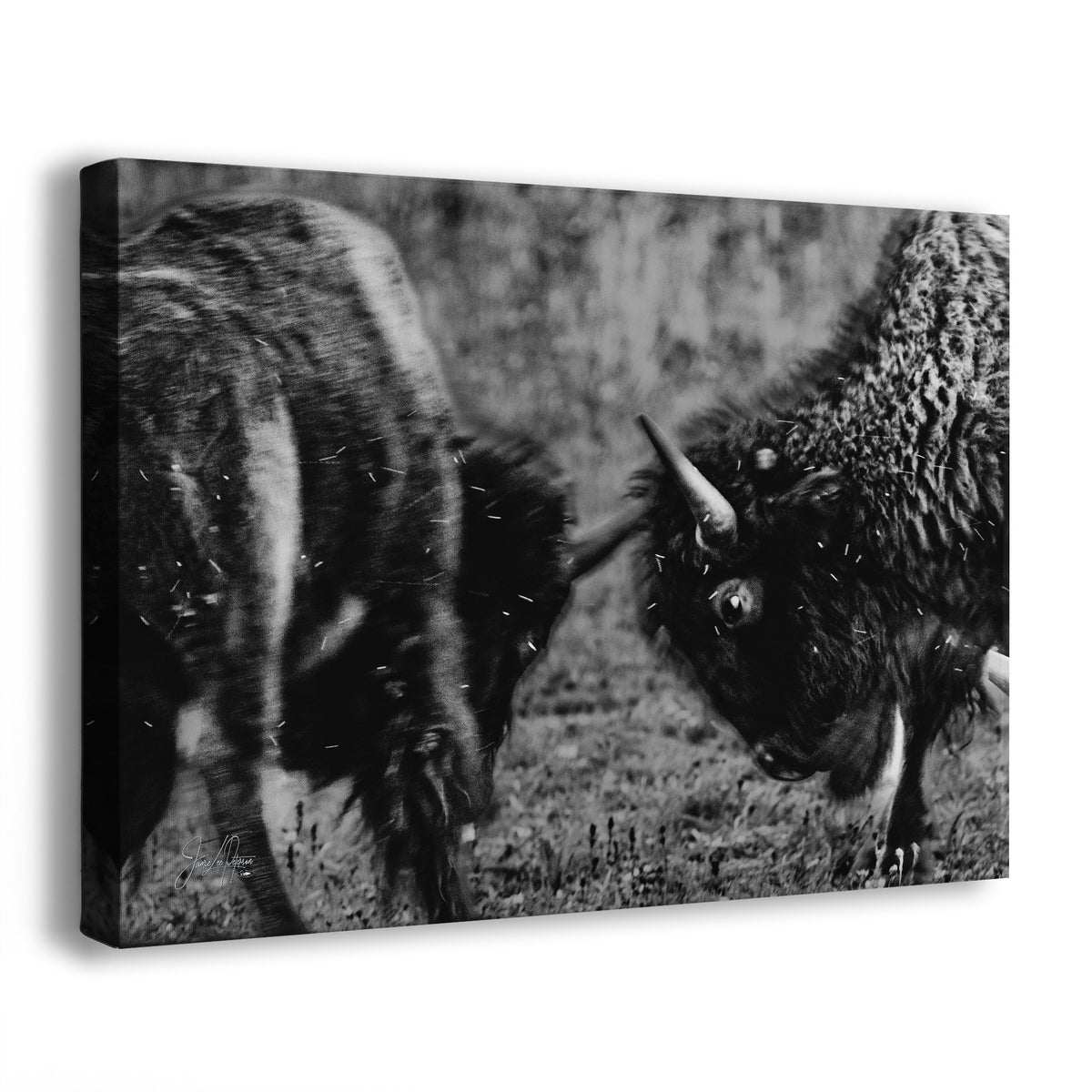 Black and white canvas wall art featuring two bison facing each other in a grassy field, shown as a gallery-wrapped canvas on a white background.
