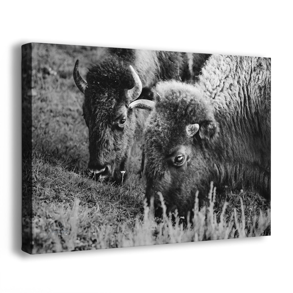 Two bison in a grassy field, captured in black and white.
