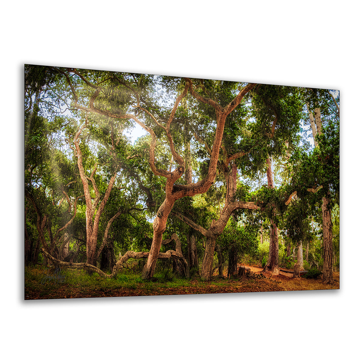 A rectangular wall art print or canvas showing a sunlit coast live oak forest scene with large gnarled trees, dense green foliage, and warm light filtering through the canopy, photographed against a plain white background.