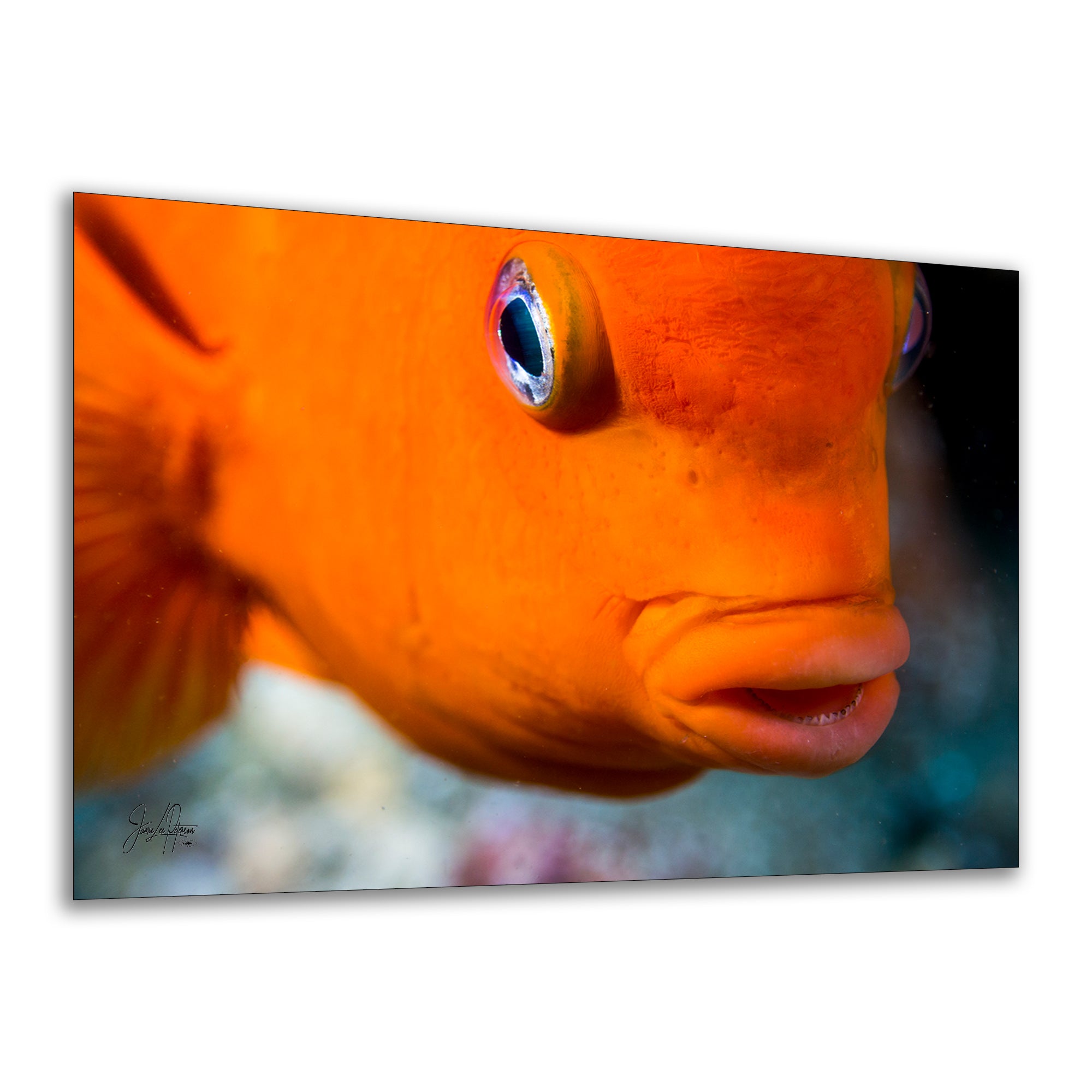 Garibaldi Fish Marine Biology Ocean Life, Underwater Scenery Nature Photo, California Marine Inhabitant, Nature Decor, Relaxation Artwork