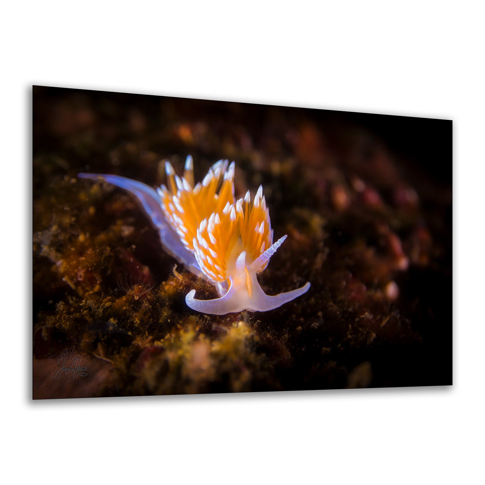 Hermissenda Opalescent Nudibranch Ocean Life Underwater Scenery Marine Biology Nature Photo