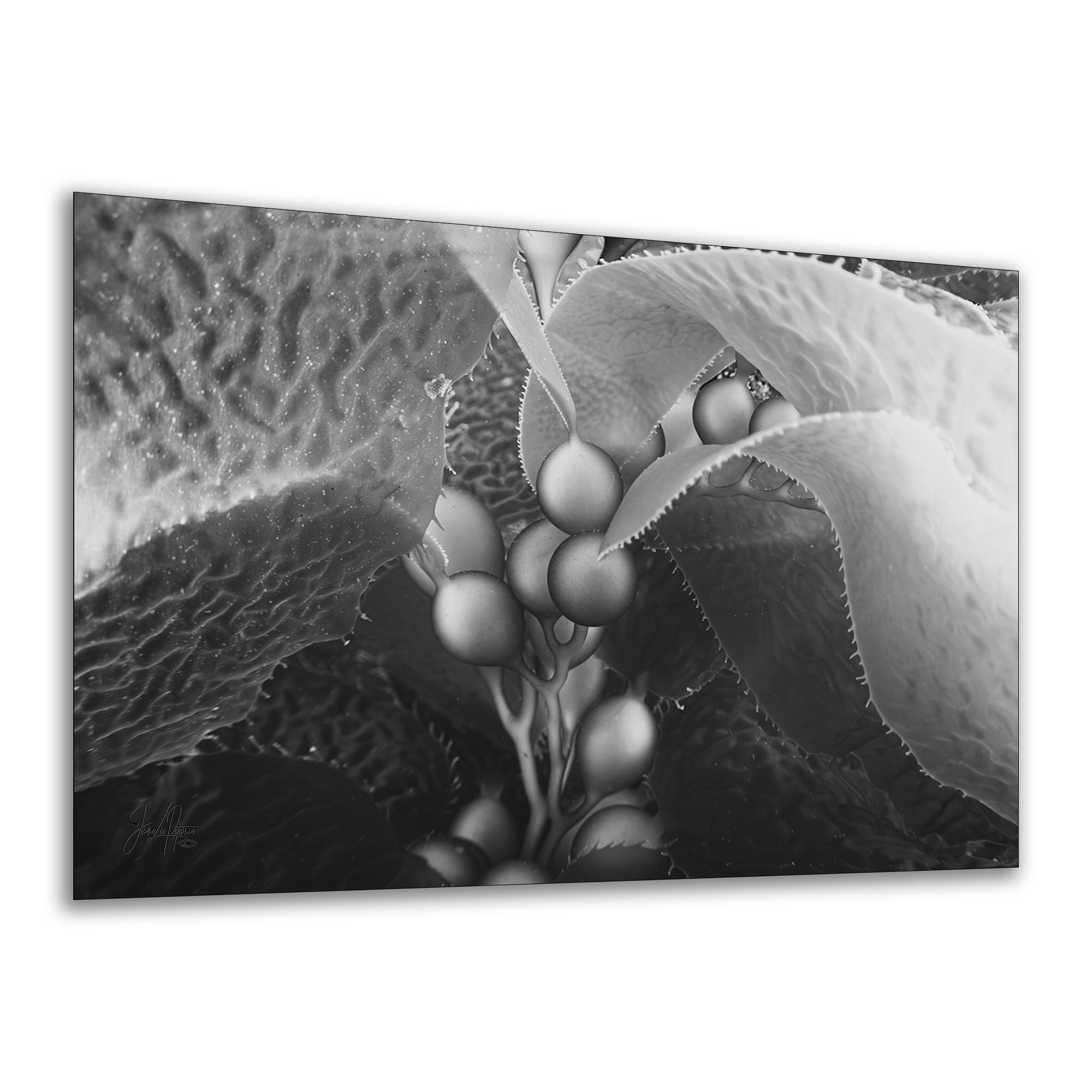 Limited Edition Fine Art Photography, California Giant Kelp Underwater Art, Intention