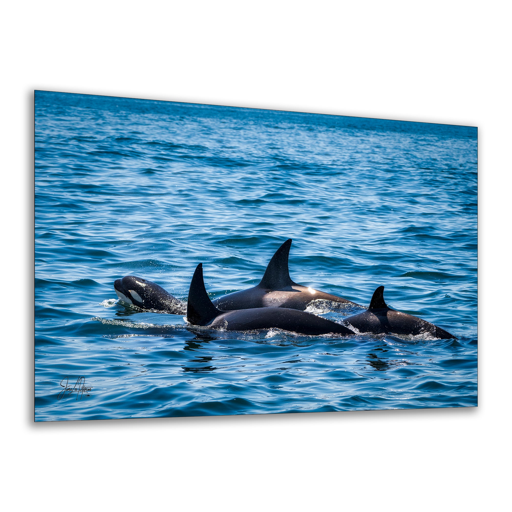 Wildlife Photography Ocean Picture of Orca (Killer Whale) Family Limited Edition Fine Art Print