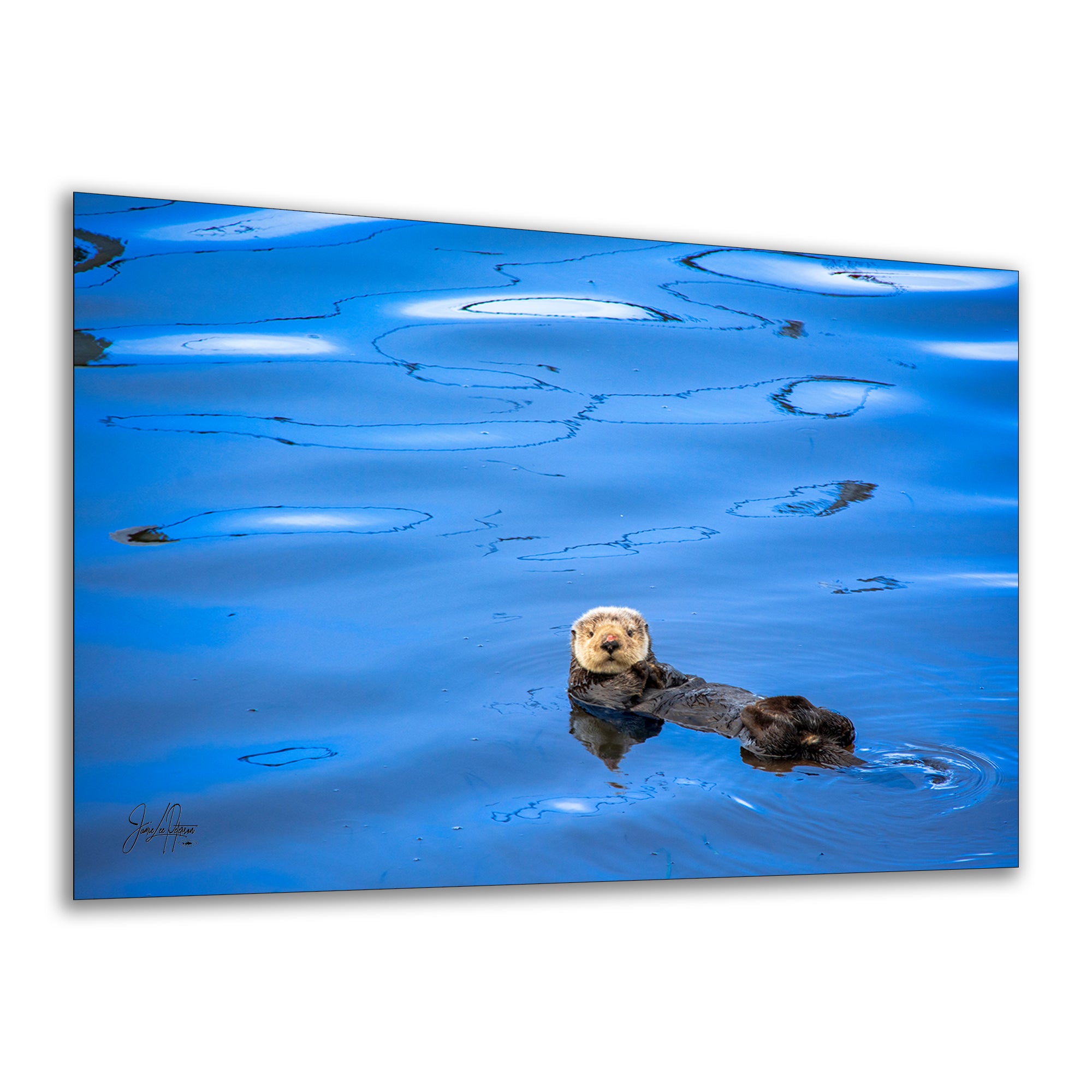 Ocean Picture Limited Edition Fine Art Print – Sea Otter Wildlife Photography Nature Photo