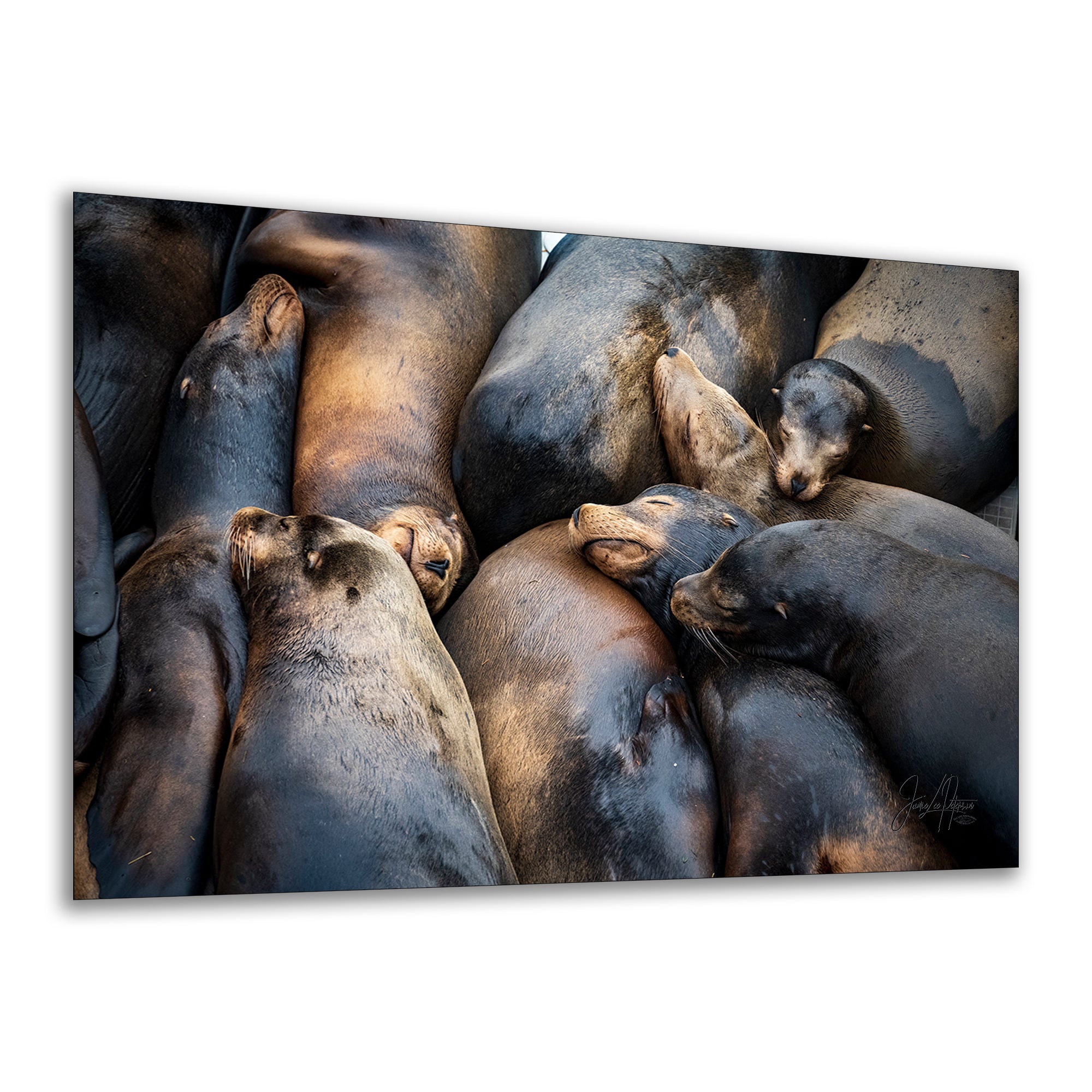 California Sea Lion Marine Mammal Wildlife Photography, Ocean Animals Nursery Decor, Relaxation Artwork for Beach-Themed Rooms