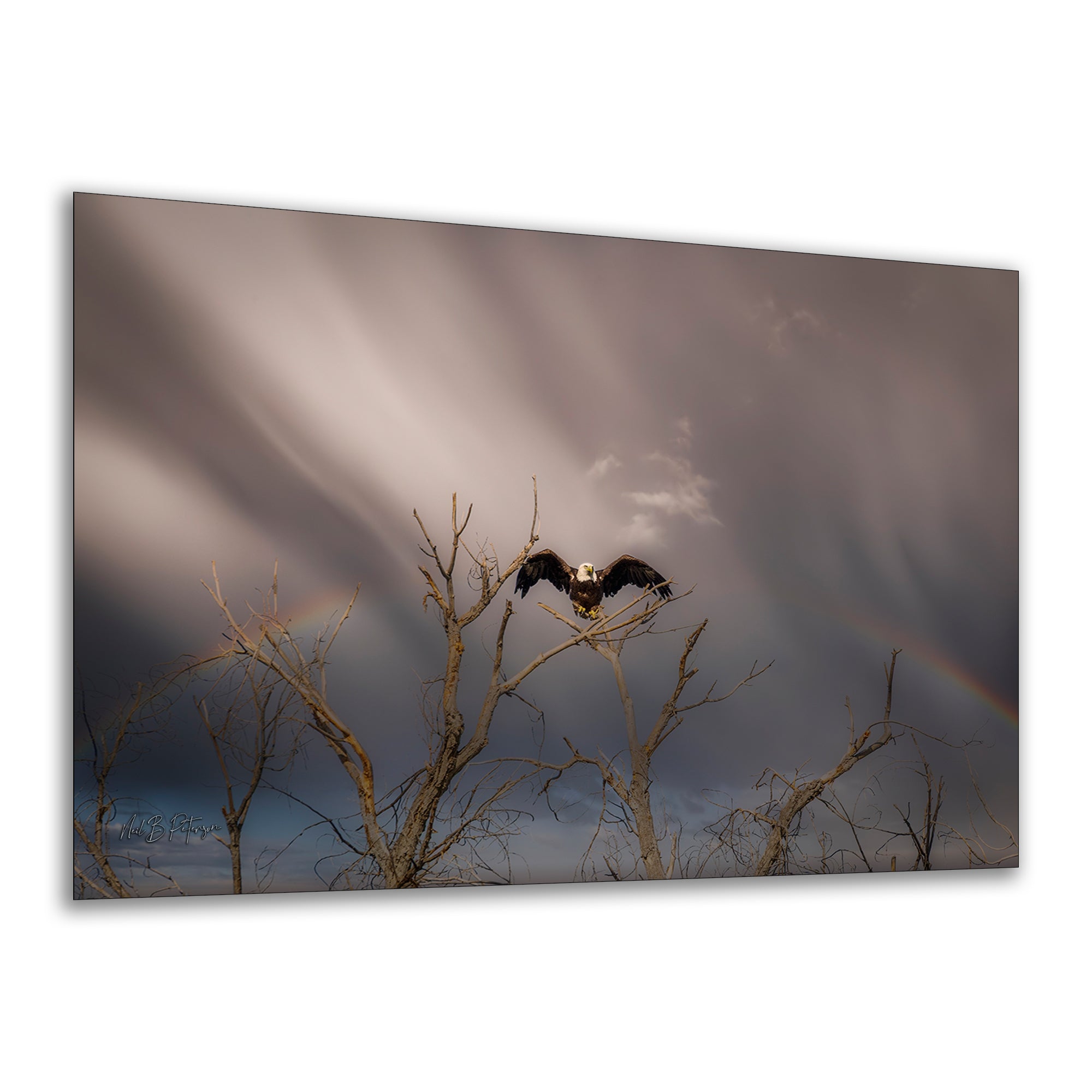 Bald Eagle Picture Wildlife Photography Wall Art, Nature Photo, Bird Photography, Rustic Cabin Decor, Office or Dorm Room Wall Decor