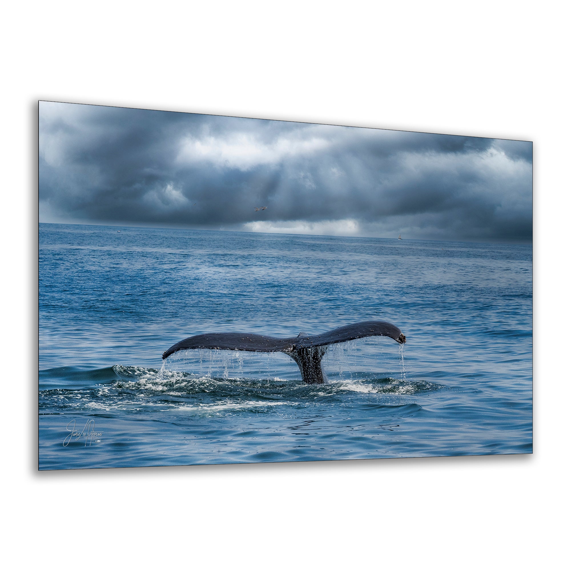 Wildlife Photography Ocean Picture Limited Edition Print Humpback Whale Fluke