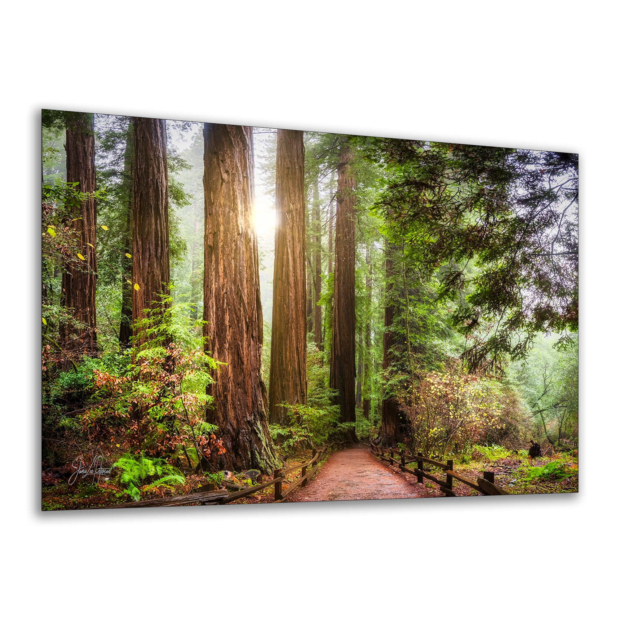 Redwood Trees Forest Picture Sunrise Nature Photo
