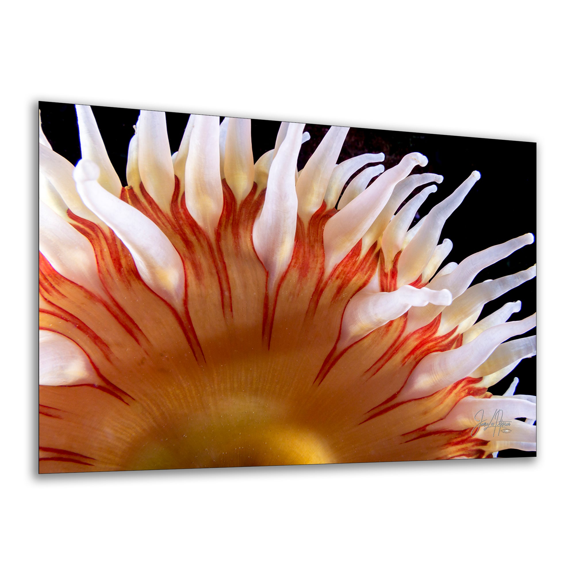 Sea Anemone Picture Ocean Life Underwater Scenery Nature Photo, Marine Biology Coral Reef Art