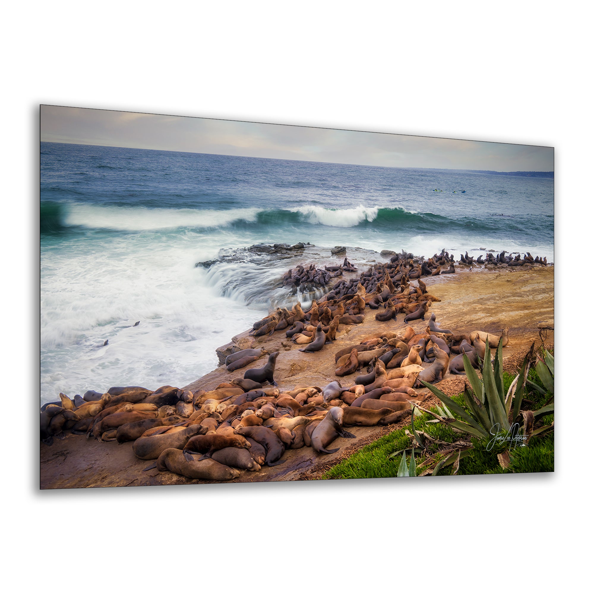 California Sea Lion Marine Mammal Wildlife Photography | Calming Nature Ocean Picture, Relaxation Artwork, La Jolla Coast, Nature Photo