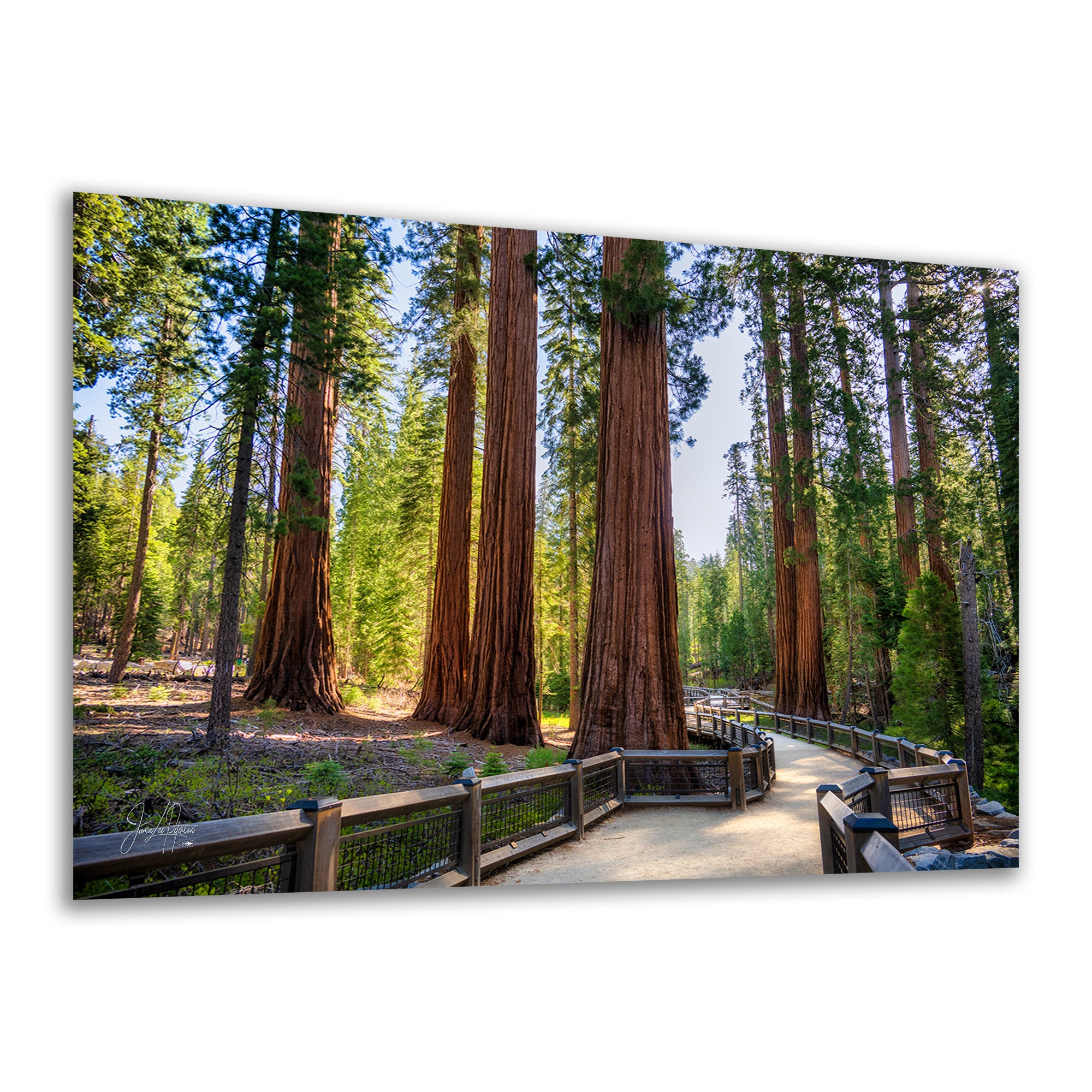 A Giant Sequoia Grove wall art print showing a forest scene with giant redwood trees and a wooden boardwalk, displayed against a plain white background.