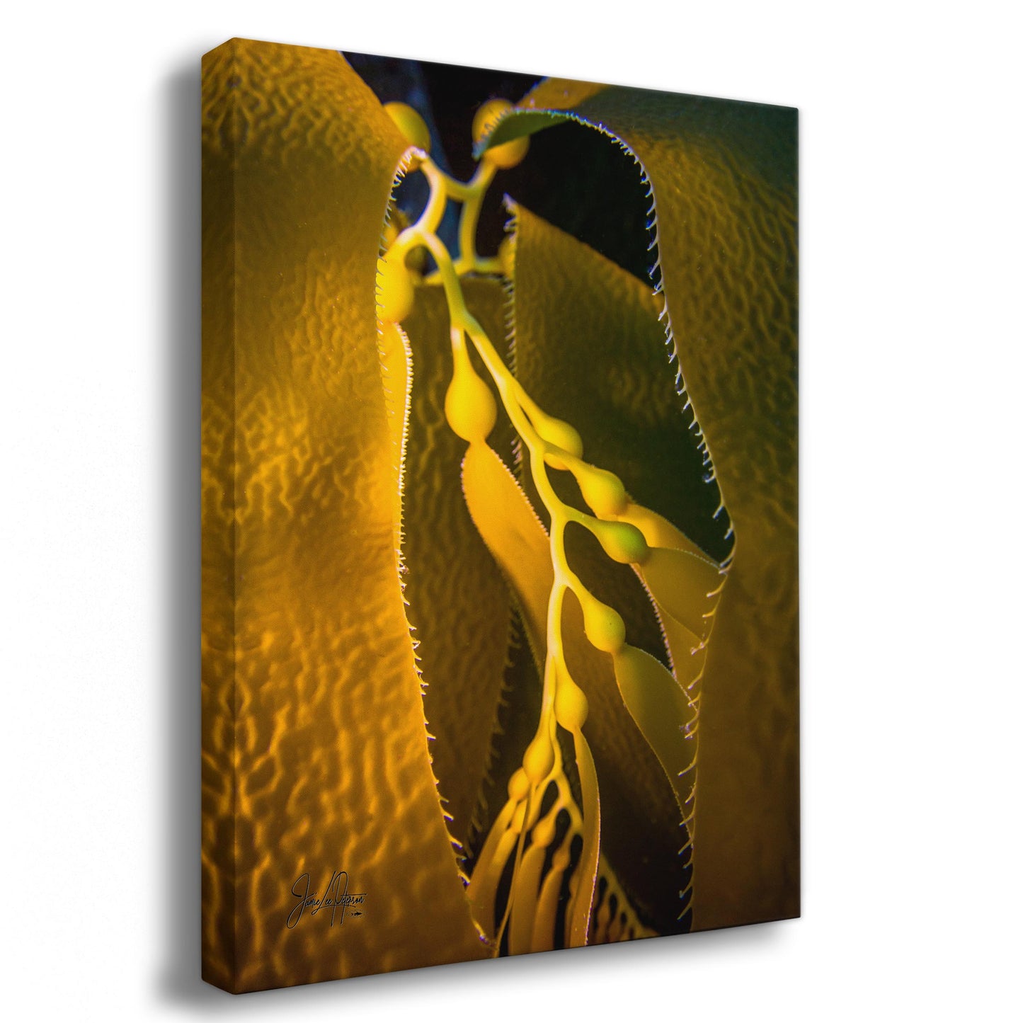 Kelp Forest Seaweed Pictures Underwater Scenery, Ocean Life Marine Life Decor, Nature Photo, Under the Sea Wall Art, Marine Biology Gift