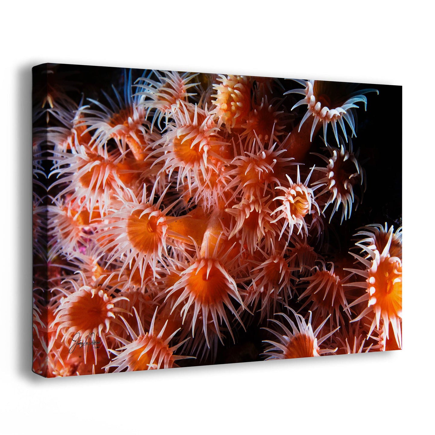Sea Anemone Picture Ocean Life Underwater Scenery Nature Photo, Marine Biology Wall Art, Vibrant Orange Zoanthid Coral Reef, Ocean Decor