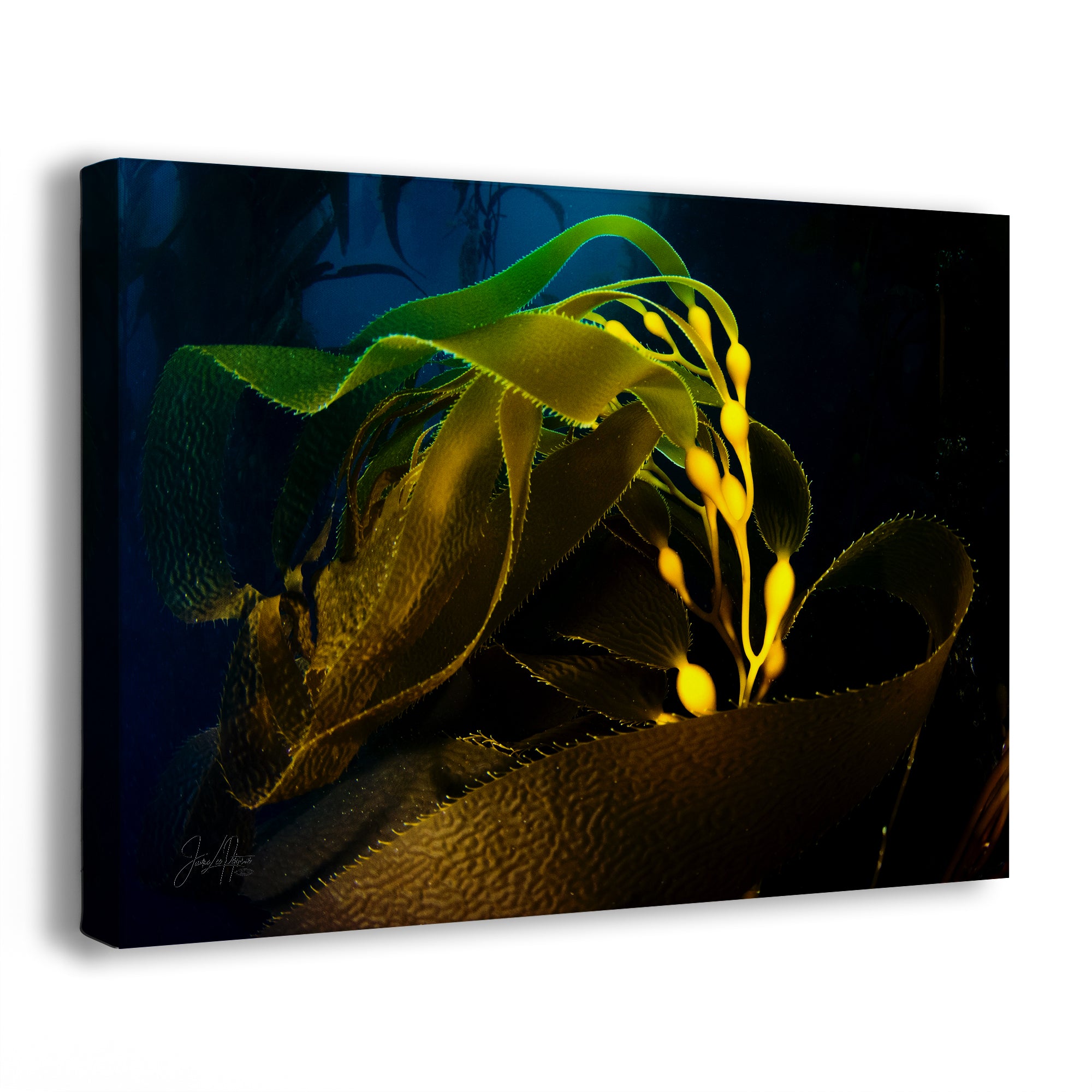 Kelp forest seaweed pictures underwater scenery, ocean life marine biology art, relaxation decor, ocean lover gift, deep sea nature photo