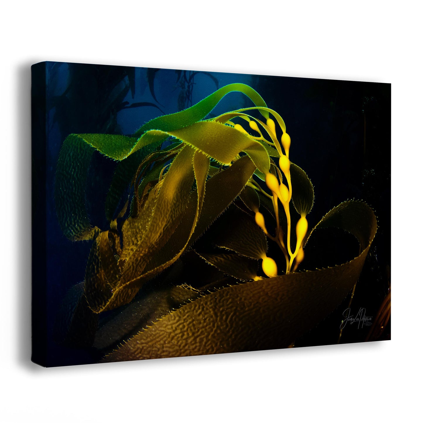 Kelp forest seaweed pictures underwater scenery, ocean life marine biology art, relaxation decor, ocean lover gift, deep sea nature photo