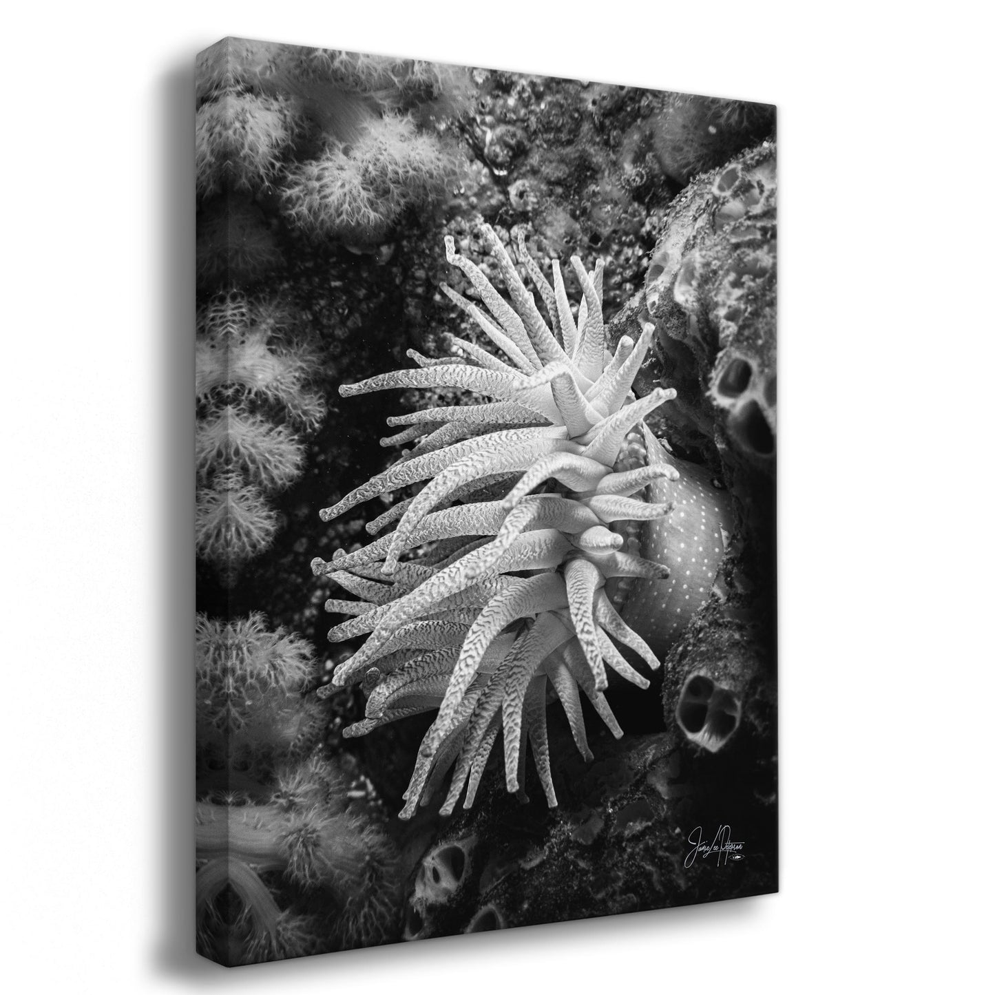 Sea Anemone Picture Ocean Life Underwater Scenery Nature Photo Black and White Art for Marine Biology, Ocean Lovers, and Relaxation Decor