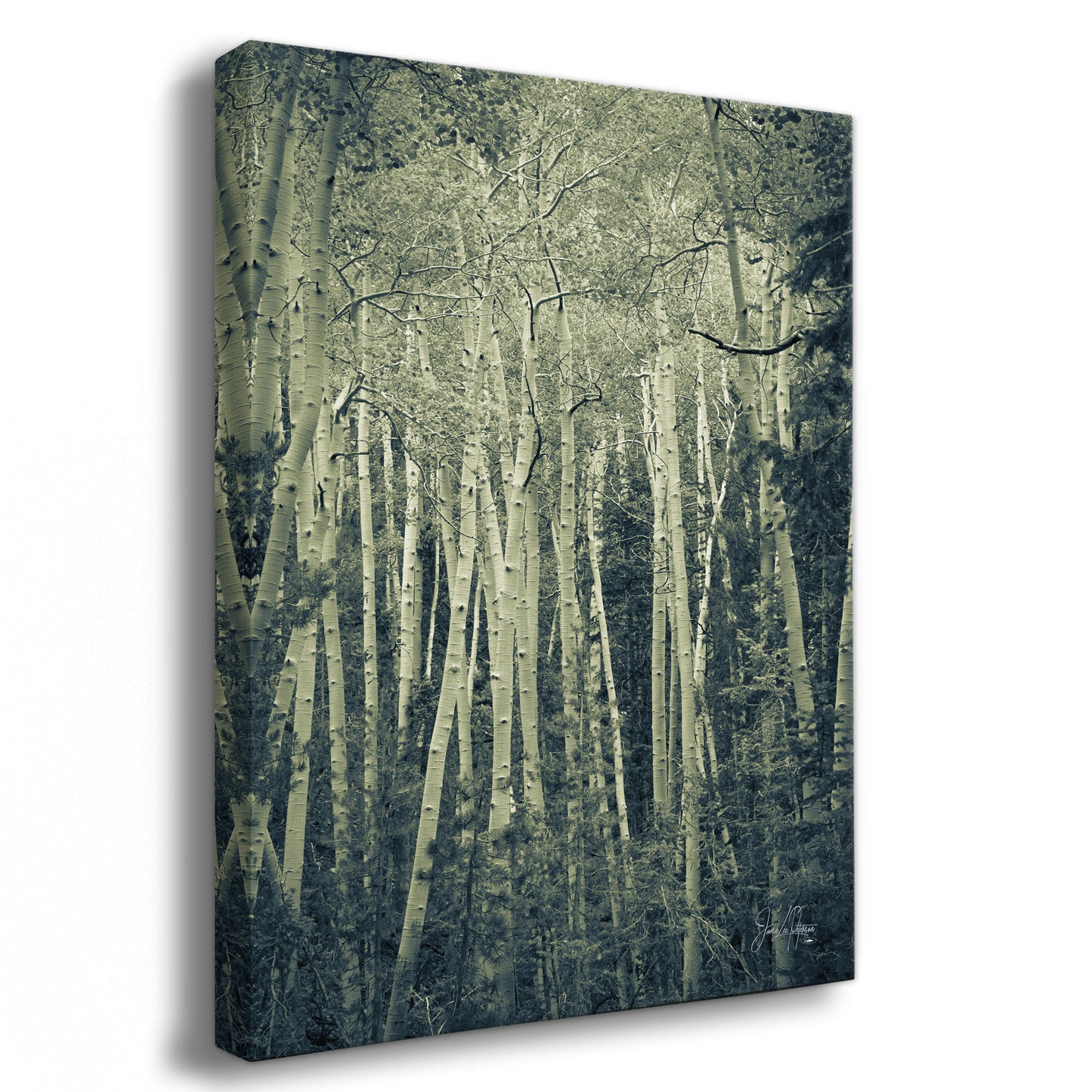 Aspen Tree Forest Picture Nature Photo, Forest Bathing Relaxation Artwork, Rustic Wall Art for Bedroom, Office, & House Decor
