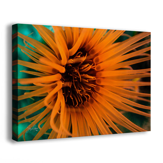 Sea Anemone Picture Ocean Life Underwater Scenery Nature Photo, Marine Biology Wall Art, Vibrant Coral Reef, Gift for Ocean Lover