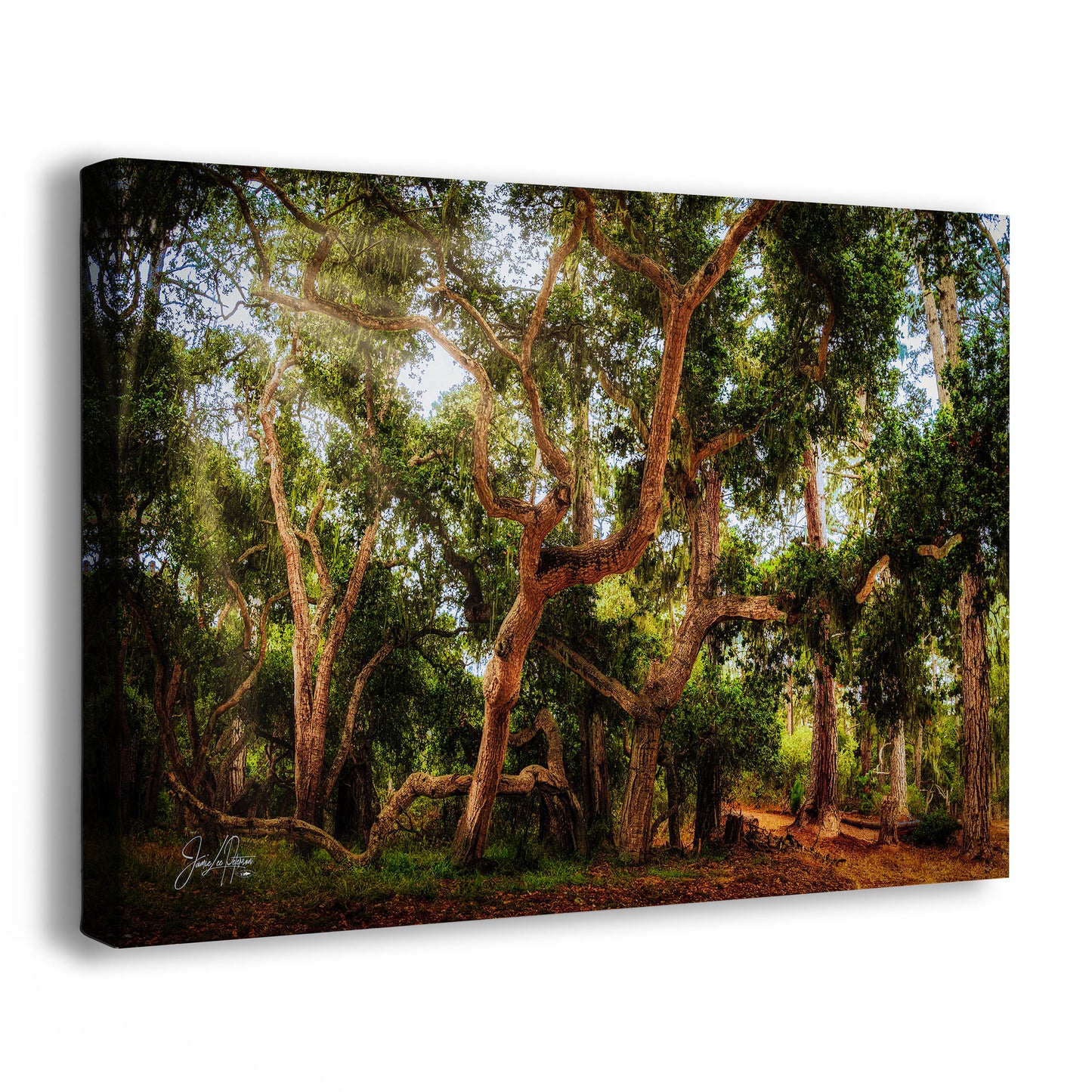 Coast Live Oak Forest Picture Nature Photo House Decor, Forest Bathing for Meditation, Relaxation, Dorm Room Decor