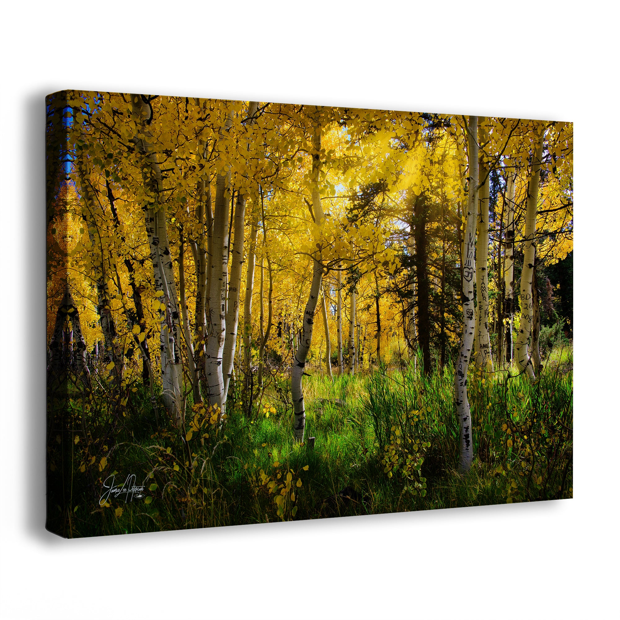 Aspen Tree Forest Picture Nature Photo, Forest Bathing Relaxation Artwork, Fall Colors Autumn for Meditation, Office and House Decor