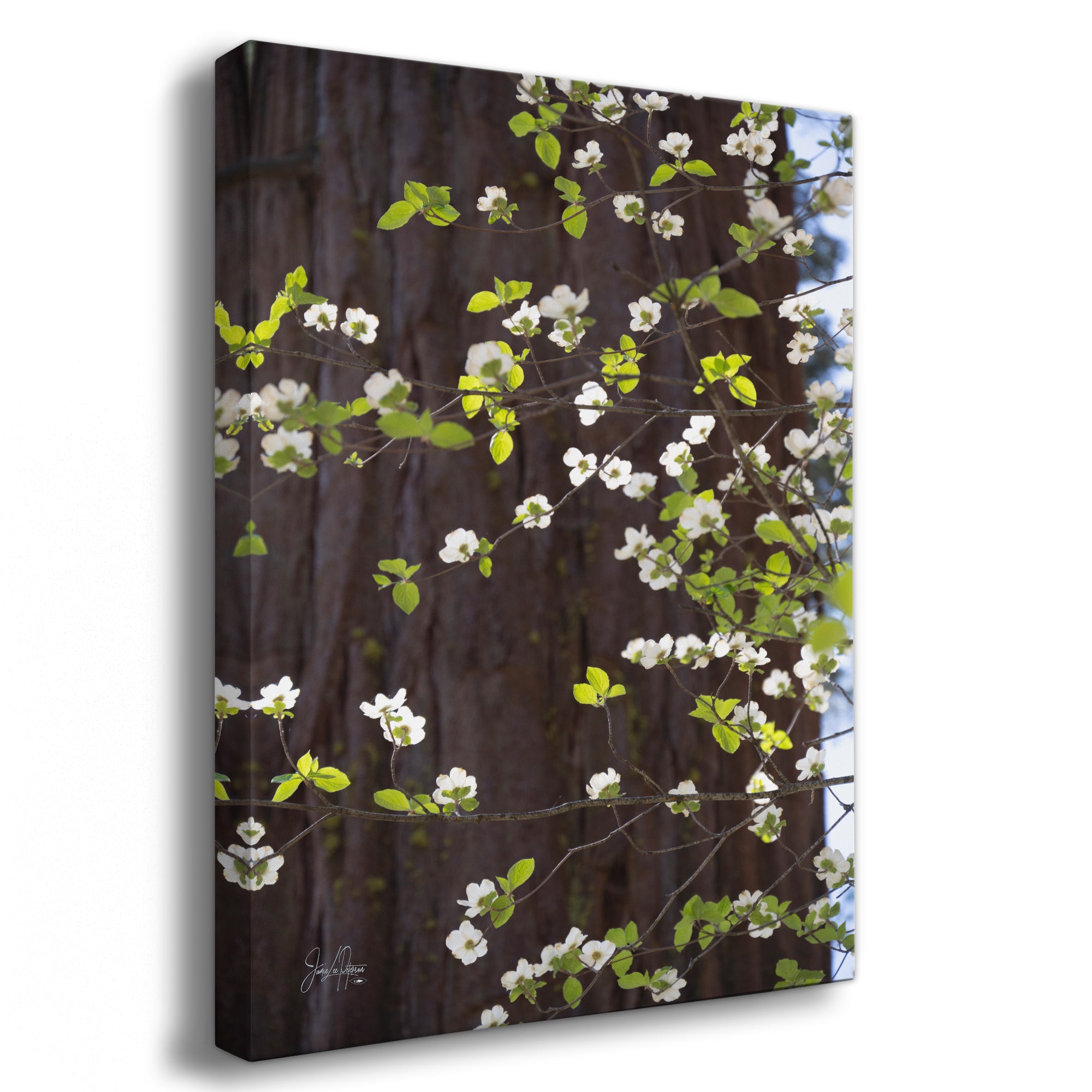 Pacific Dogwood Forest Picture Nature Photo | Yosemite Nature Canvas Print, Forest Bathing for Meditation, Relaxation, Dorm Room Decor