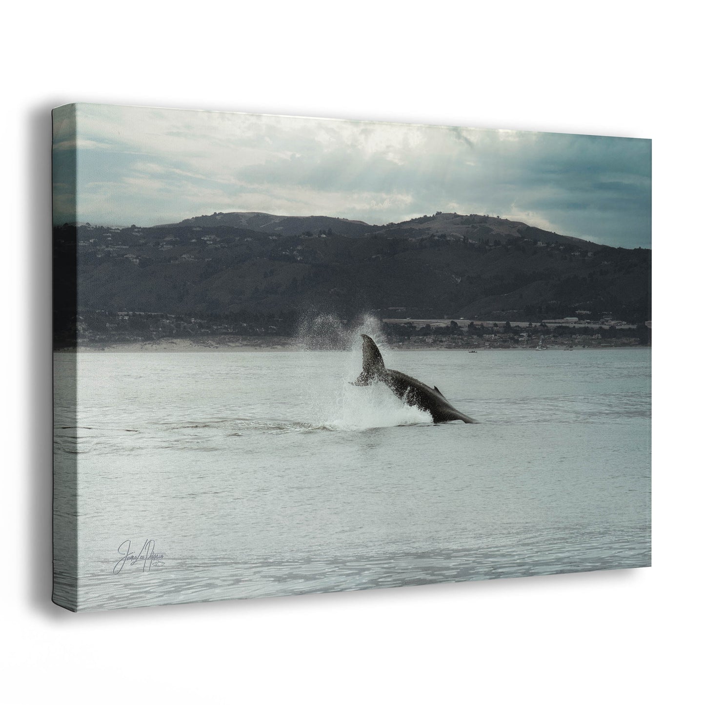 Humpback Whale Marine Mammal Wildlife Photography, Ocean Nature Art, Marine Conservation, Dolphin & Sea Life Gift, House Decor