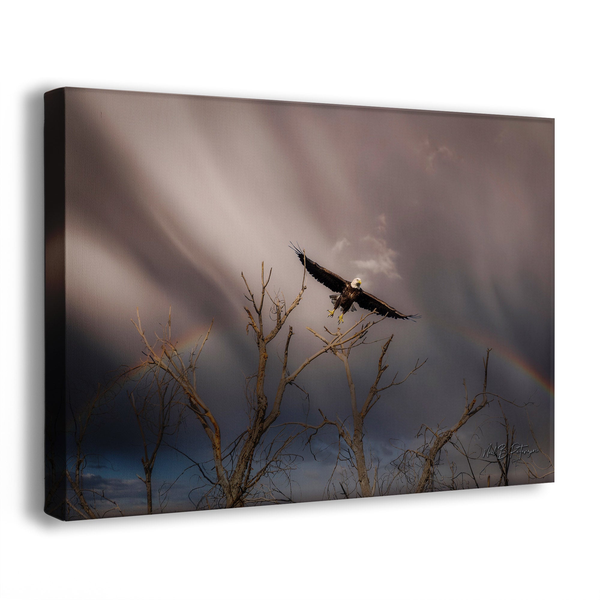 A canvas wall art print of a bald eagle flying over bare trees with a rainbow in the background