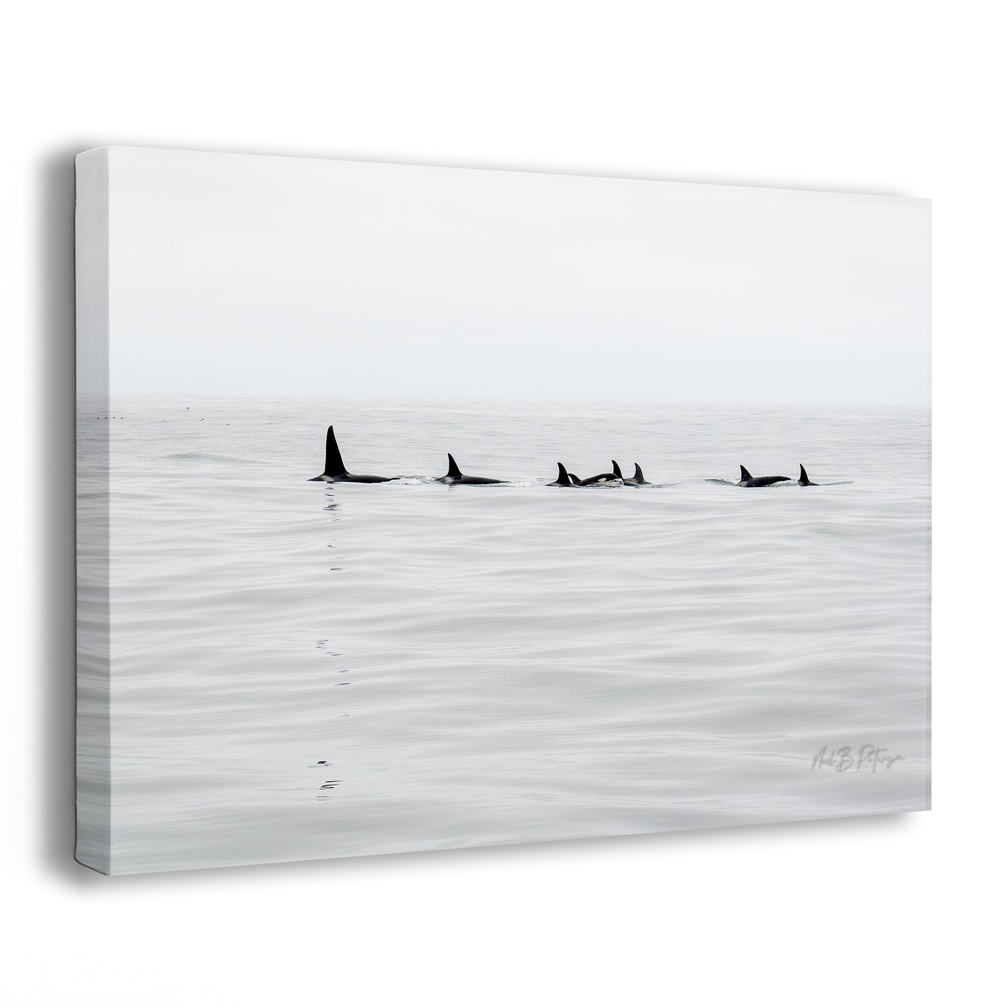 Black Fin Family Two - A Limited Edition Photograph by Neil B. Peterson
