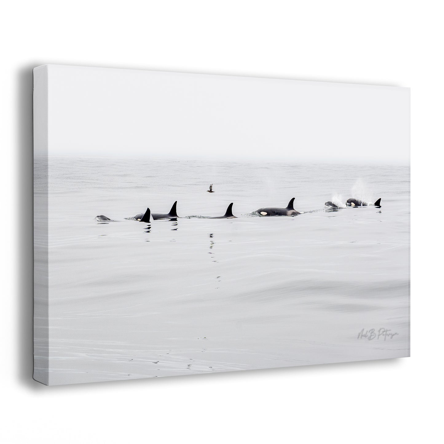 Black Fin Family One - A Limited Edition Photograph by Neil B. Peterson