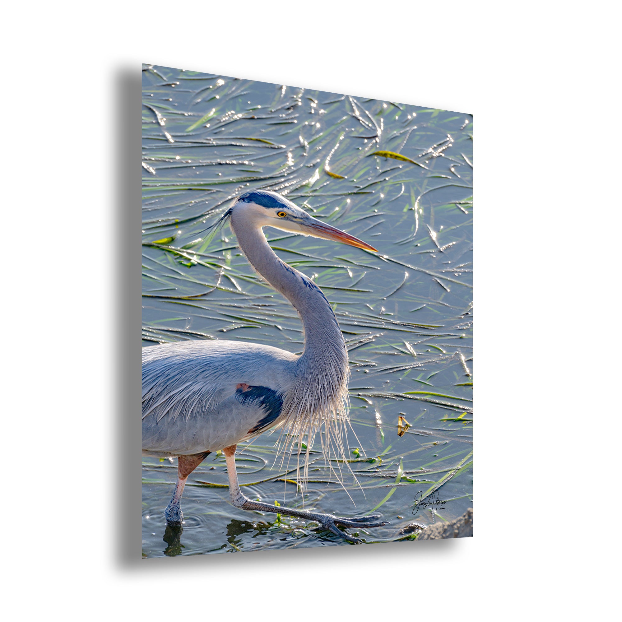 Great Blue Heron Art Wildlife Photography, Nature Wall Decor for Bird Lovers, Ocean Conservation, Relaxing Office or Room Artwork