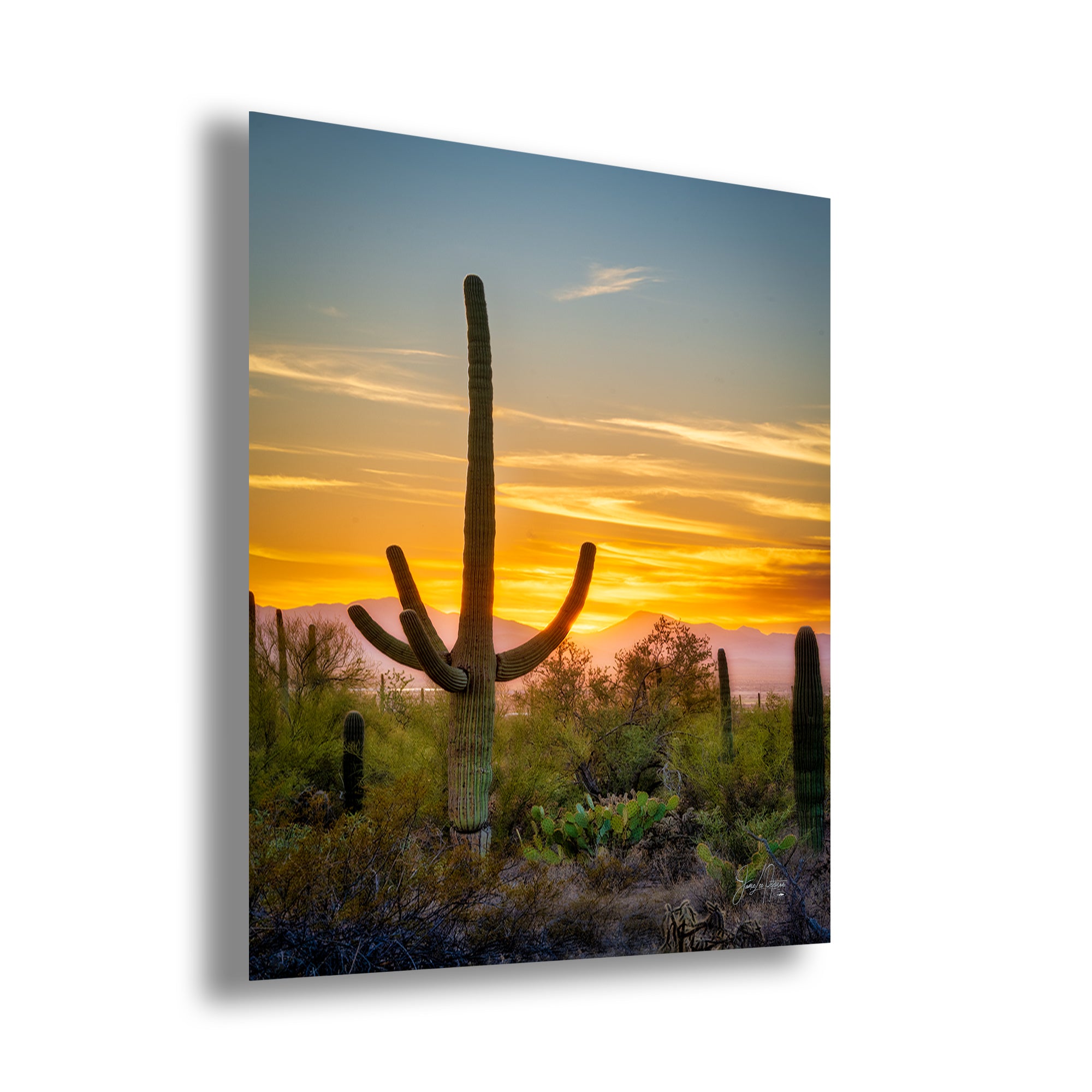 Saguaro National Park Arizona Desert Picture Nature Photo, Bohemian Style Relaxation Artwork, Southwestern Sonoran Desert House Decor