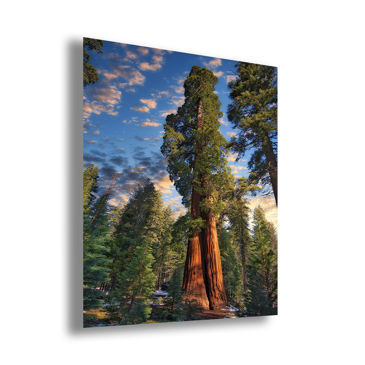 A vertical Giant Sequoia art print depicting two sequoia trees in a forest under a blue sky with scattered clouds, shown at a slight angle on a white background.