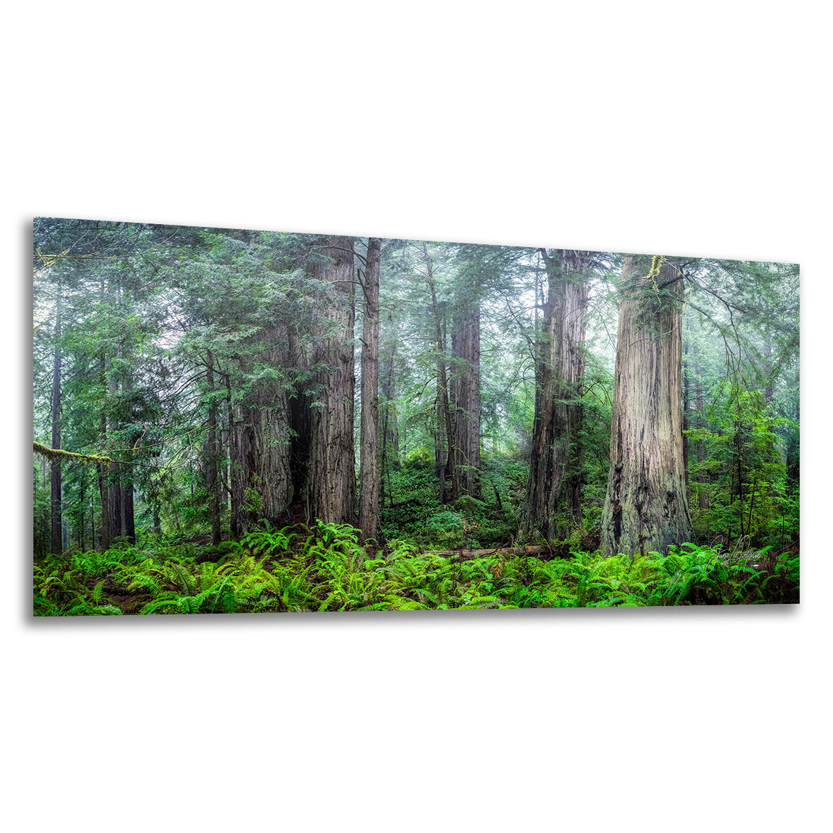 Redwood Trees Forest Picture Nature Photo, Forest Bathing in Misty California Redwoods Wall Art, for Relaxation in the Home and Office