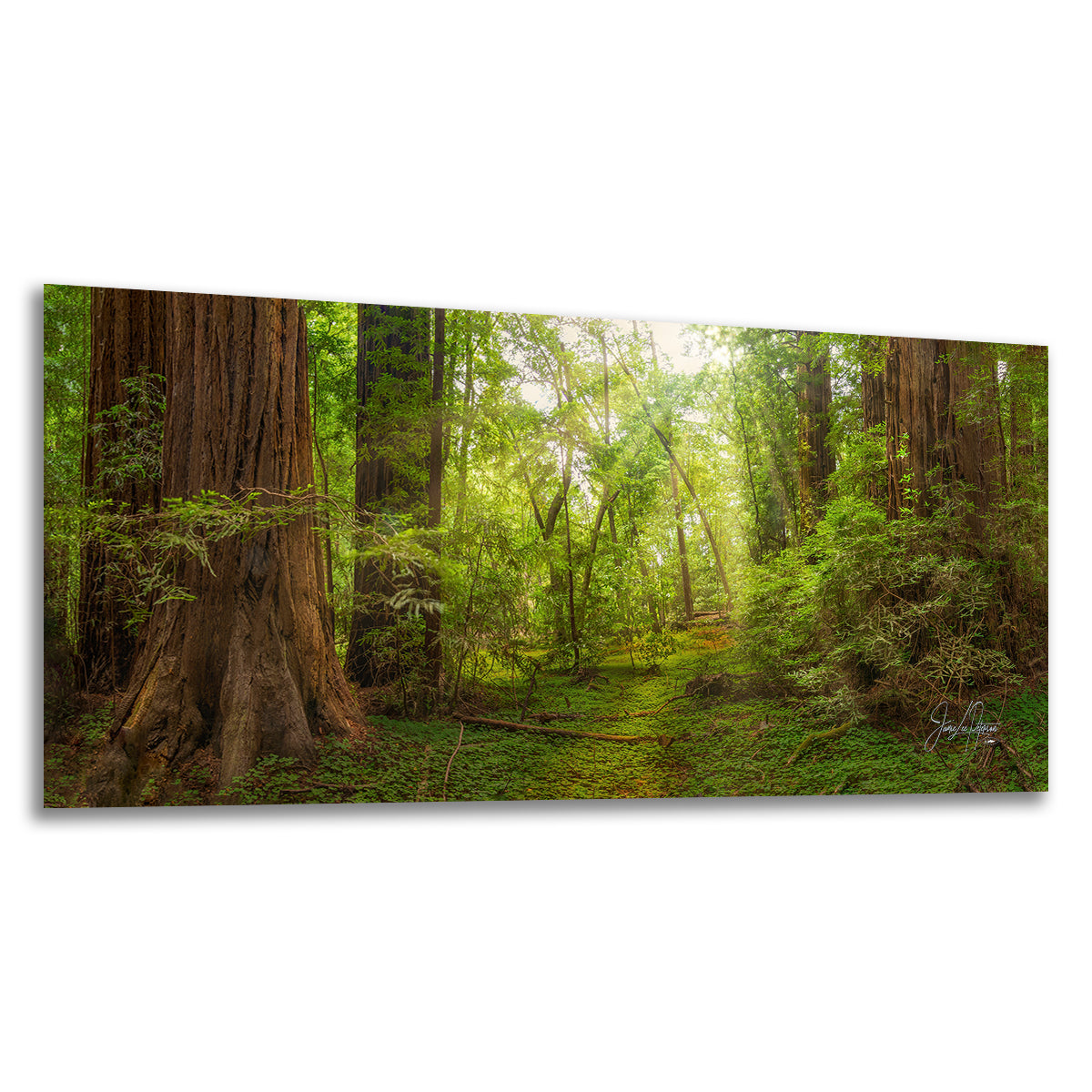 Redwood Tree Wall Art - Panoramic Forest Picture Nature Photo
