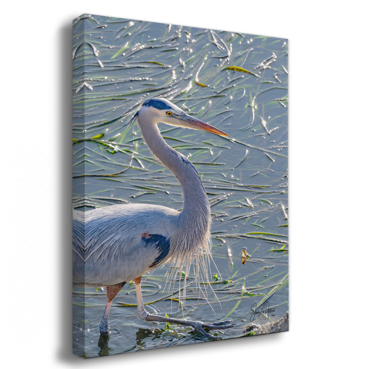 Canvas print of a heron in a natural setting
