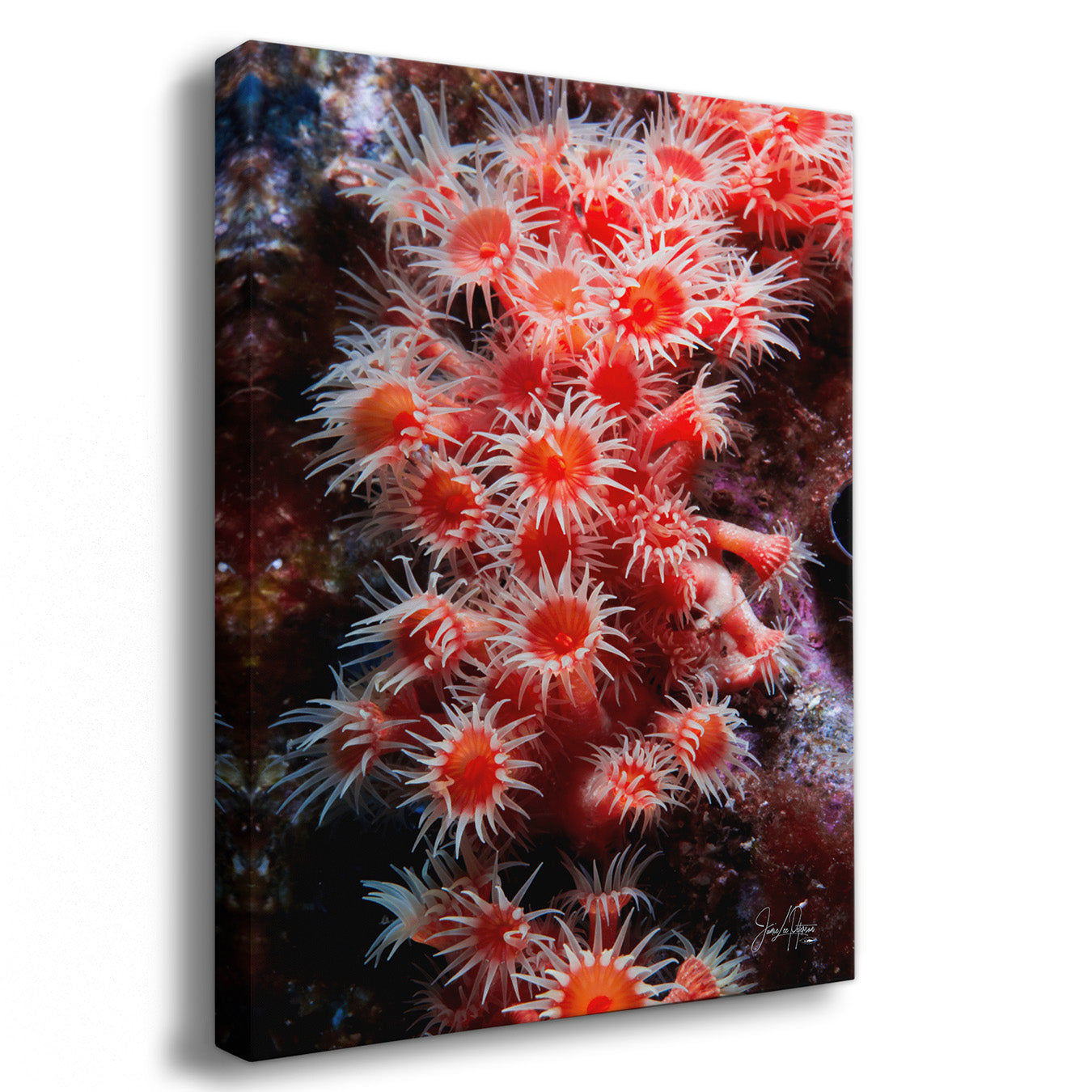 A vertical canvas wall art print featuring a close-up photograph of bright orange and white sea anemones against a dark underwater background, shown at a slight angle on a white background.
