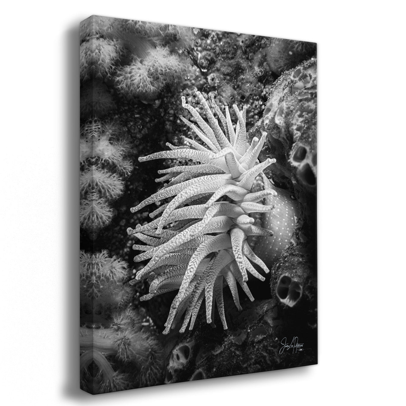 Black and white close-up of a coral polyp on a textured background