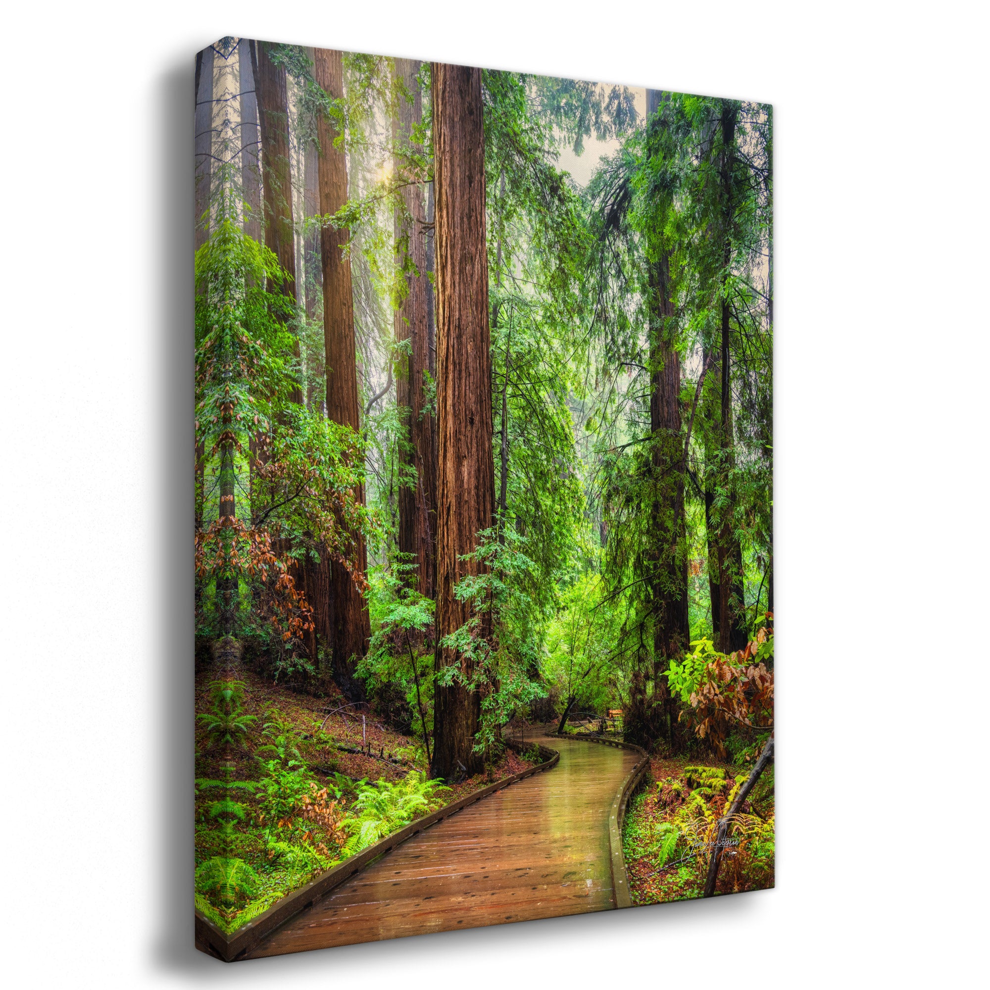 Canvas print of a sunlit redwood forest art scene with a wooden path