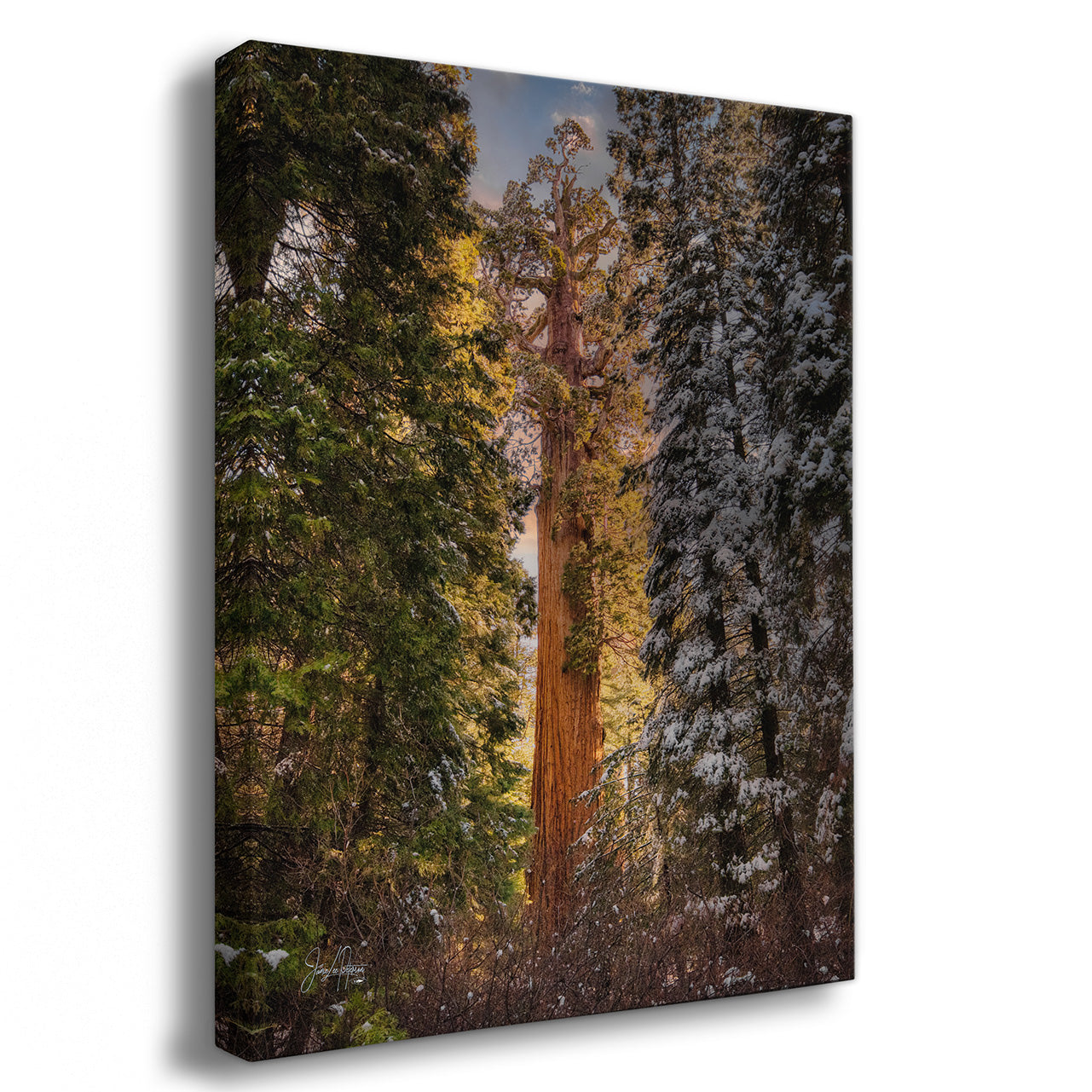 A vertical canvas wall art print depicting a giant sequoia tree in a forest with snow-dusted evergreens, shown at a three-quarter angle against a white background.