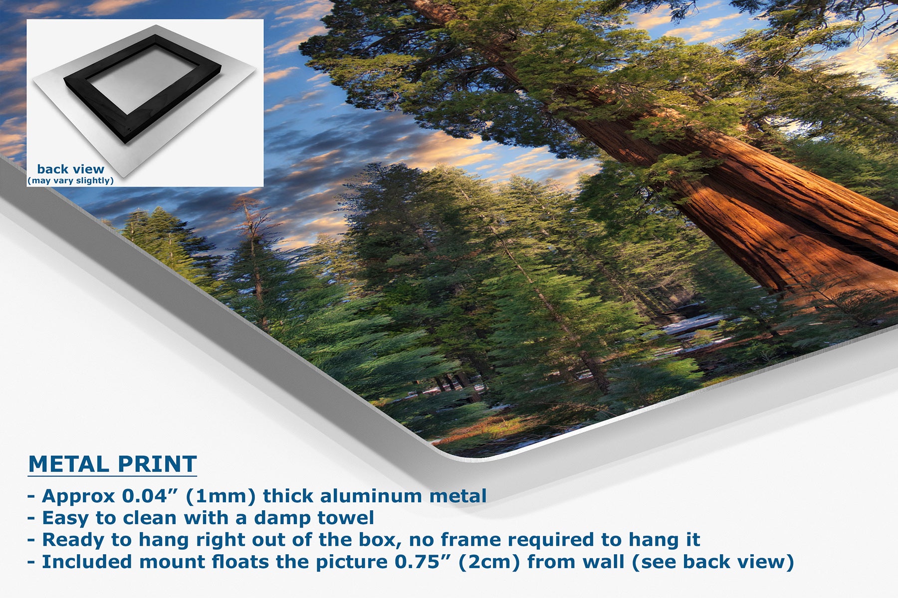 A metal wall art print showing a Giant Sequoia forest scene with tall trees and a large brown tree trunk, presented at an angle with a small back-view inset and product text on a white background.