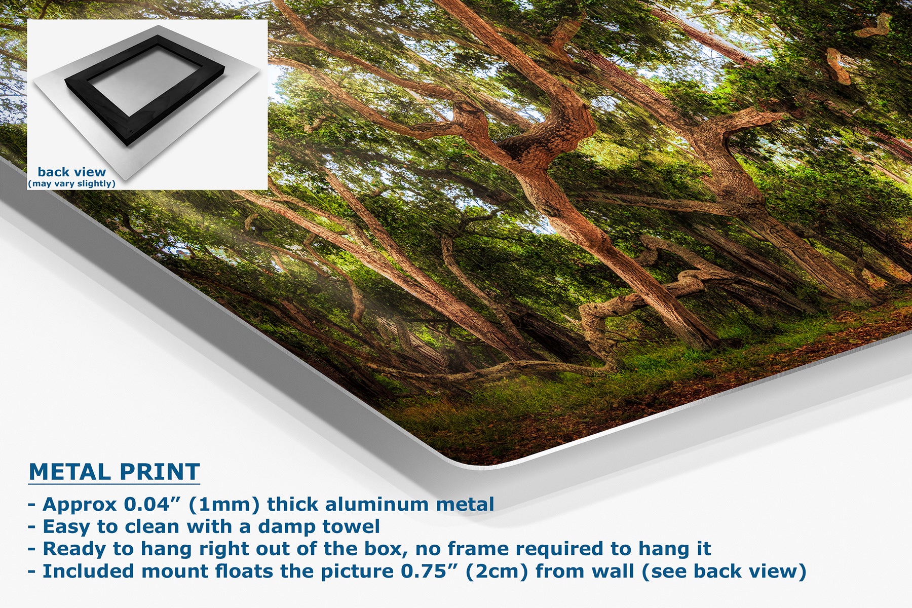 A metal wall art print showing a coast live oak forest scene with large tree trunks and green foliage, displayed at an angle on a white background with product details and a small back-view inset.
