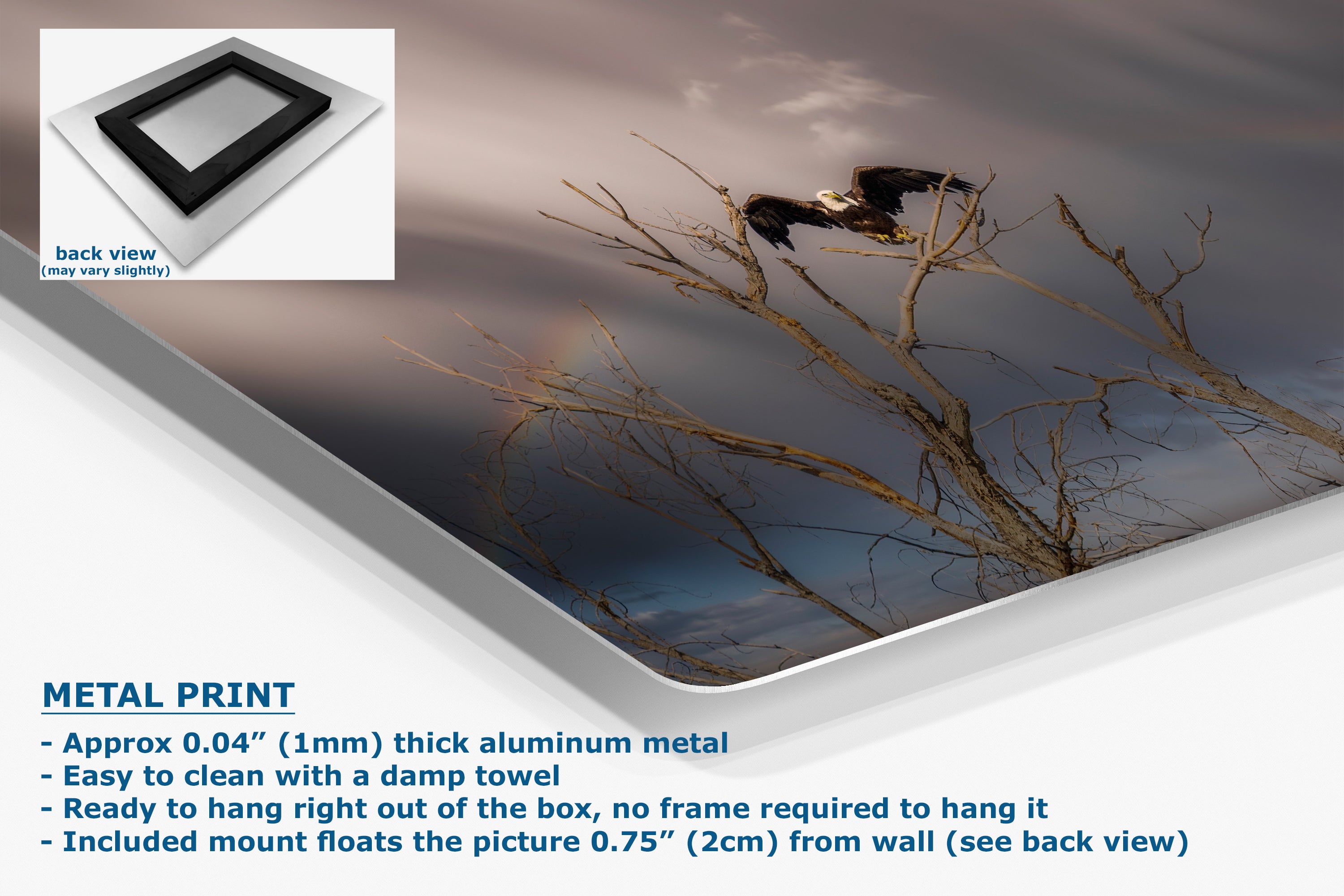 Bald Eagle Picture Wildlife Photography Wall Art, Nature Photo, Bird Photography, Rustic Cabin Decor, Office or Dorm Room Wall Decor